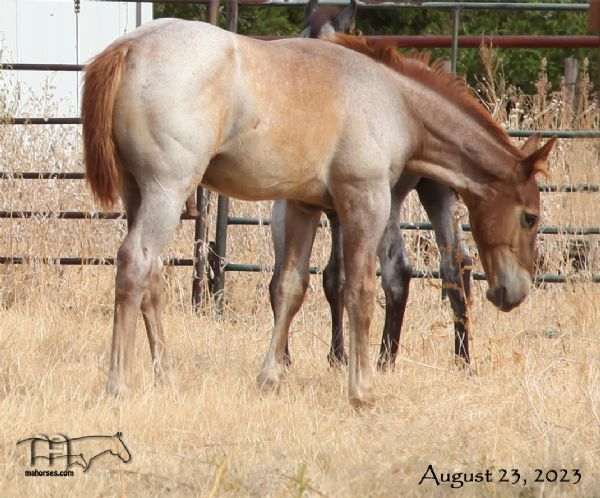 Annabone's 2023 Red Roan Colt